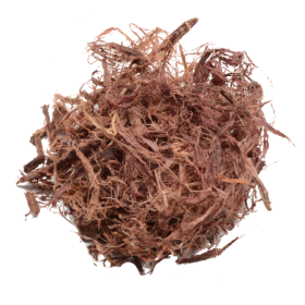 Mimosa hostilis – Inner root bark | Jurema Preta